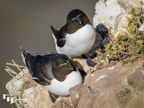 Razorbills