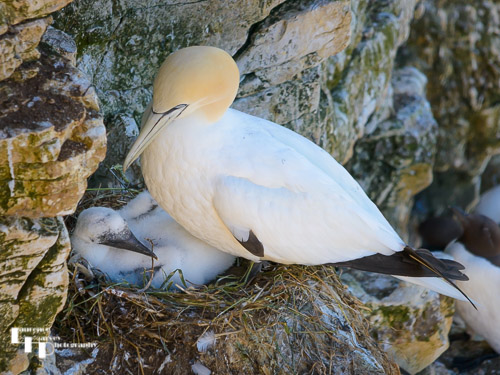 Gannet with chick