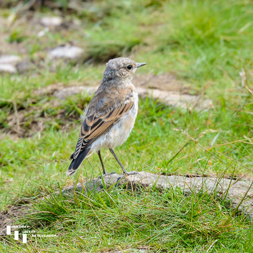 Wheatear