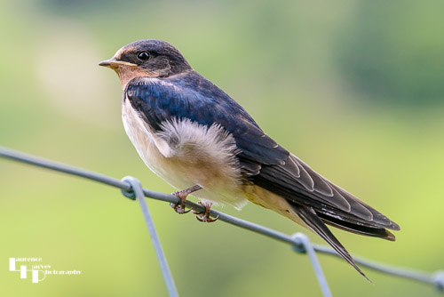 Juvenile Swallow waiting for food
