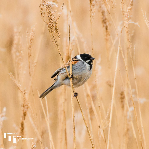 Reed Bunting