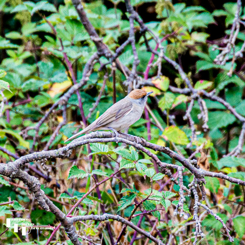 Female Blackcap