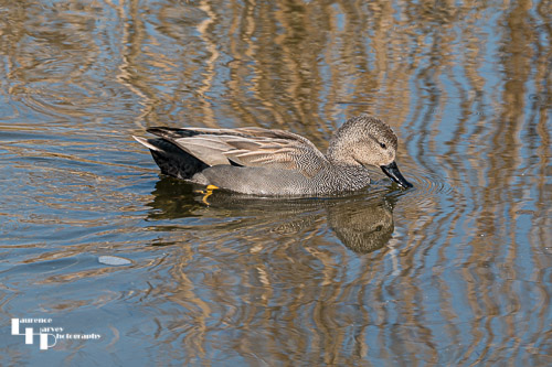 Male Gadwall in Salthouse