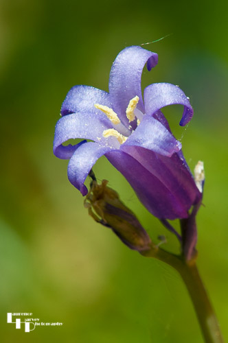 Bluebells up close