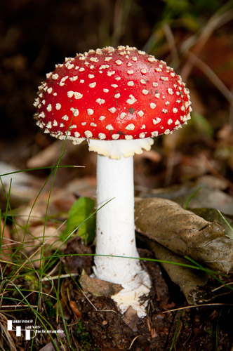 Newly sprouted Fly Agaric