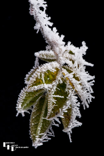 Frosty leaves