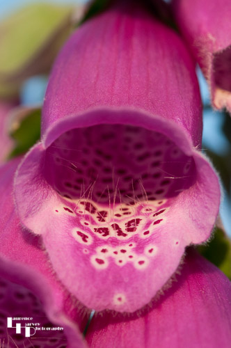 Foxglove flower