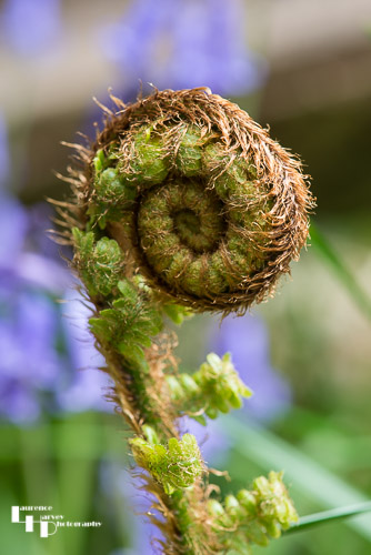 Unfurling Bracken