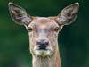 Nature images