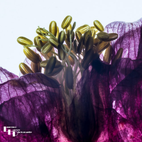 Flower head (2-1)