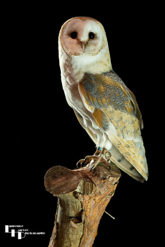 Barn Owl