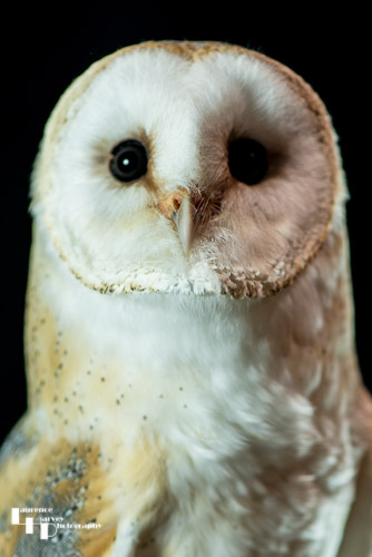 Barn Owl