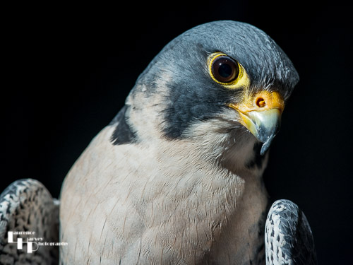 Peregrine Falcon