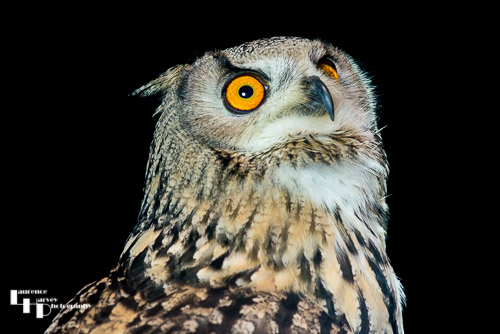 Indian Eagle Owl