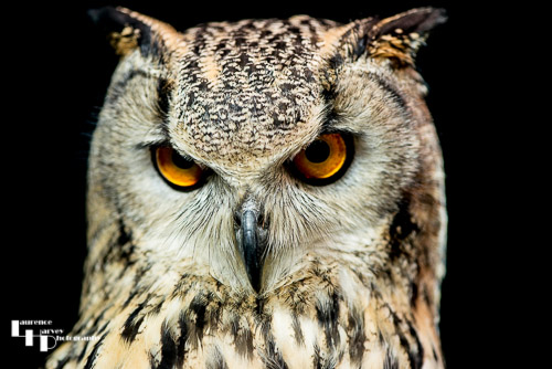 Indian Eagle Owl