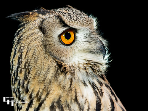 Indian Eagle Owl