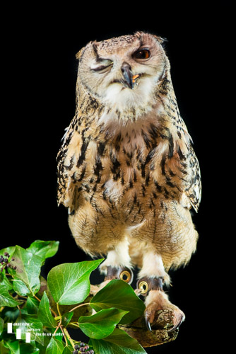 Indian Eagle Owl
