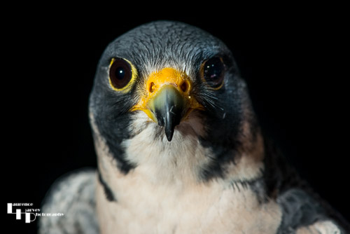 Peregrine Falcon